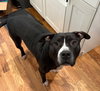 Ollie - Big Goofball - Photo 3