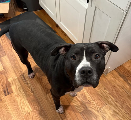 OLLIE - BIG GOOFBALL - American Pit Bull Terrier available for adoption