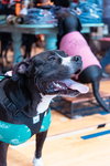 Ollie - Big Goofball - Photo 1