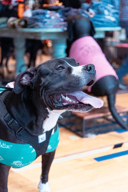 OLLIE - BIG GOOFBALL - American Pit Bull Terrier available for adoption