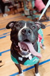 Ollie - Big Goofball - Photo 2