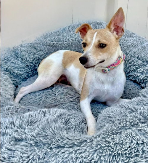 Hannah the rat terrier - Adoption Pending!