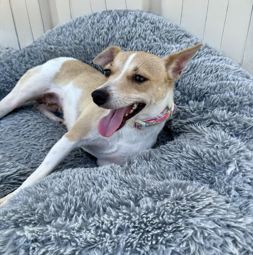 Hannah the rat terrier - Adoption Pending!