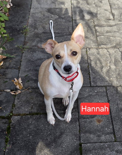 Hannah the rat terrier - Adoption Pending!