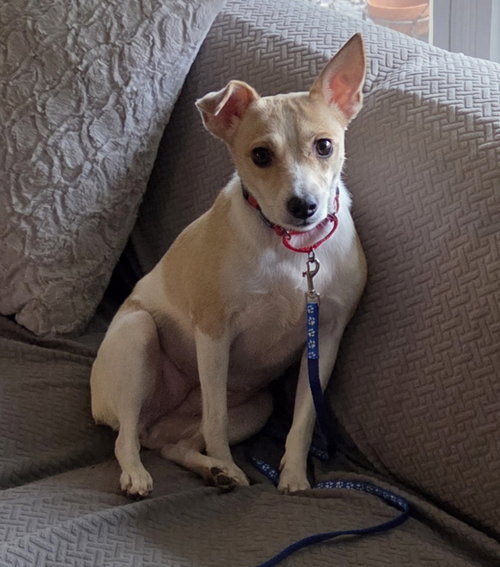 Hannah the rat terrier - Adoption Pending!