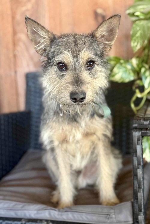 Gray- Scruffy cuteness
