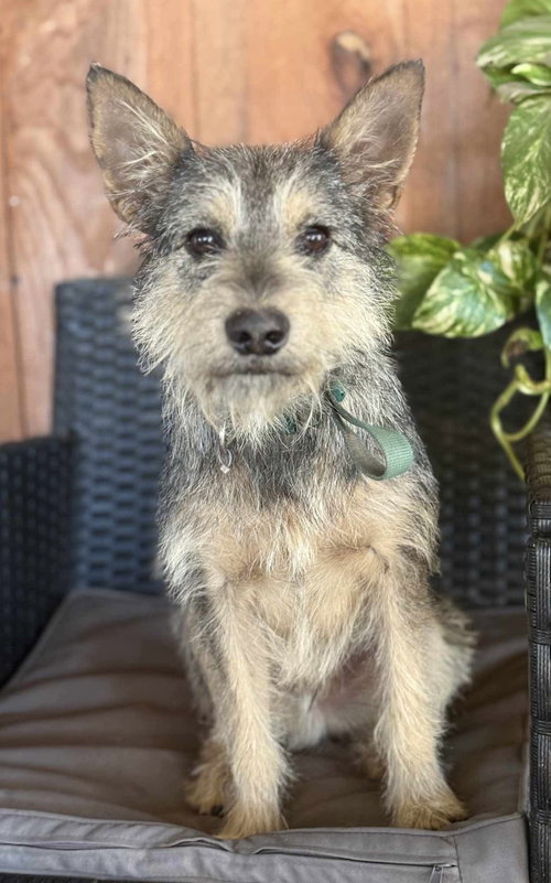 Gray- Scruffy cuteness