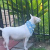 Hannah - A Sweet Special Girl Looking for a Home - Photo 2