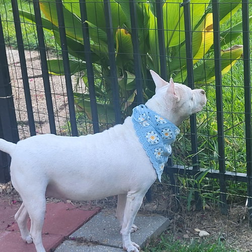 HANNAH - A SWEET SPECIAL GIRL LOOKING FOR A HOME - Pit Bull Terrier available for adoption