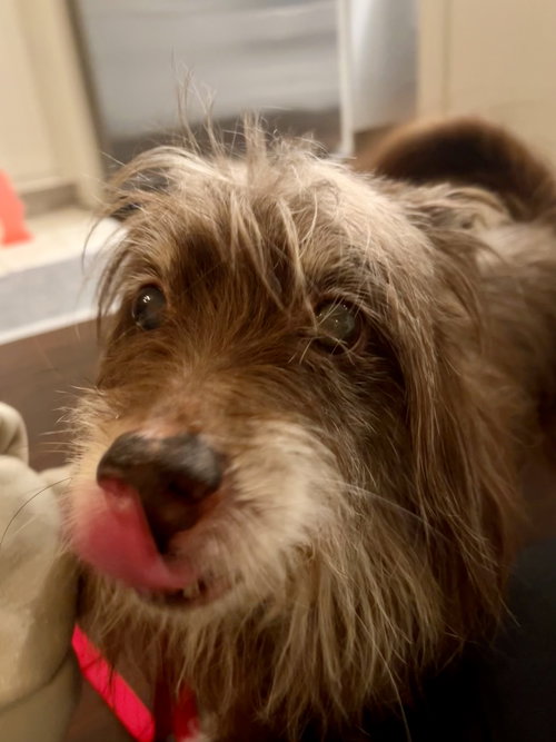 Bobo aka Bodhi - Best Boy!