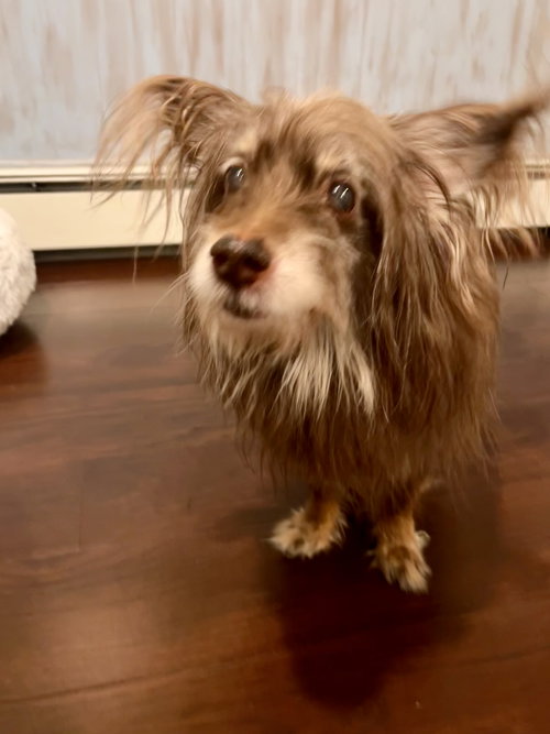 Bobo aka Bodhi - Best Boy!