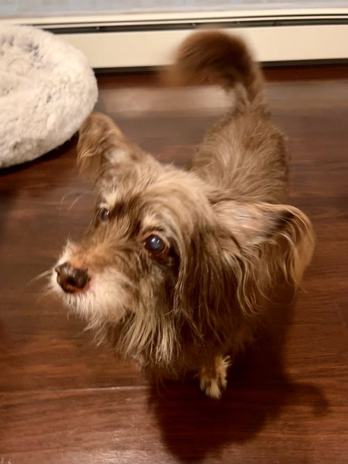 Bobo aka Bodhi - Best Boy!