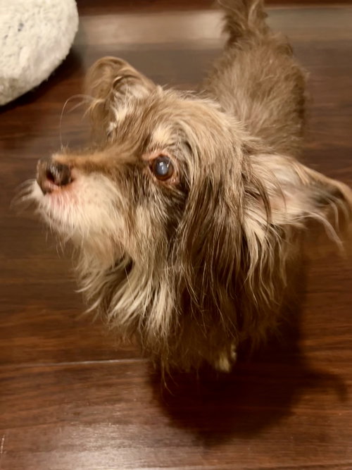 Bobo aka Bodhi - Best Boy!