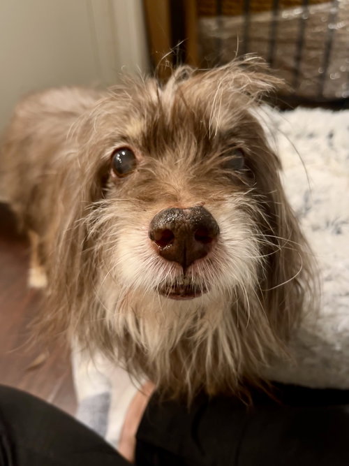 Bobo aka Bodhi - Best Boy!