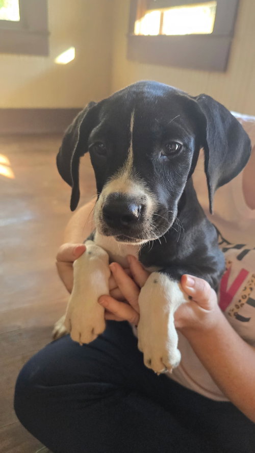 Allisaundra - Sweetest Big-Breed Baby