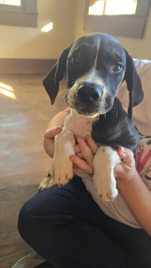 Allisaundra - Sweetest Big-Breed Baby