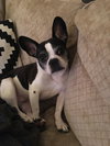 Tux- Loving senior! - Photo 1