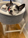 Tux- Loving senior! - Photo 2