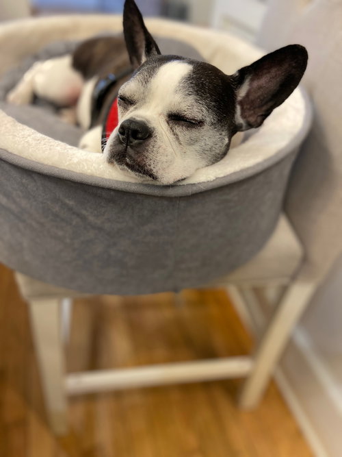 TUX- LOVING SENIOR! - French Bulldog available for adoption