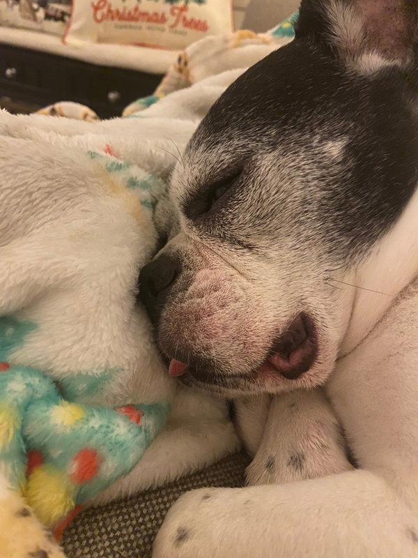 Tux- Loving senior!