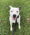 Pocco- Personality plus - Photo 1
