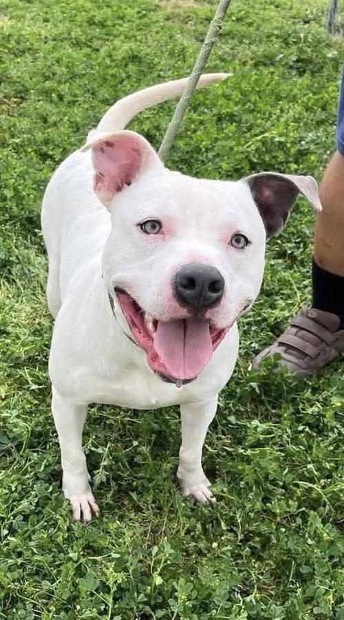 POCCO- PERSONALITY PLUS - Pit Bull Terrier available for adoption