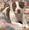 Peaches-sweet treat - Photo 1