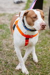 Peaches-sweet treat - Photo 9