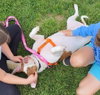 Peaches-sweet treat - Photo 5