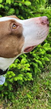 Peaches-sweet treat - Photo 15