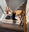 Peaches-sweet treat - Photo 4