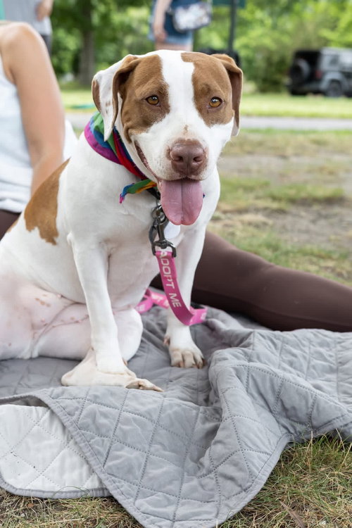 PEACHES-SWEET TREAT - Pit Bull Terrier available for adoption