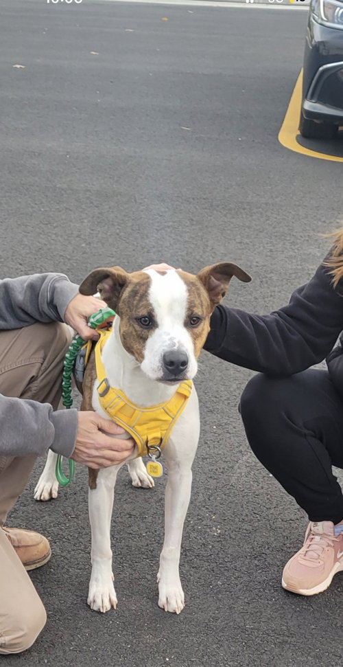 MERCURY - American Pit Bull Terrier available for adoption