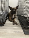 Sissy - The Three Legged Sweetheart - Photo 3