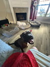 Sissy - The Three Legged Sweetheart - Photo 4