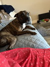 Sissy - The Three Legged Sweetheart - Photo 5