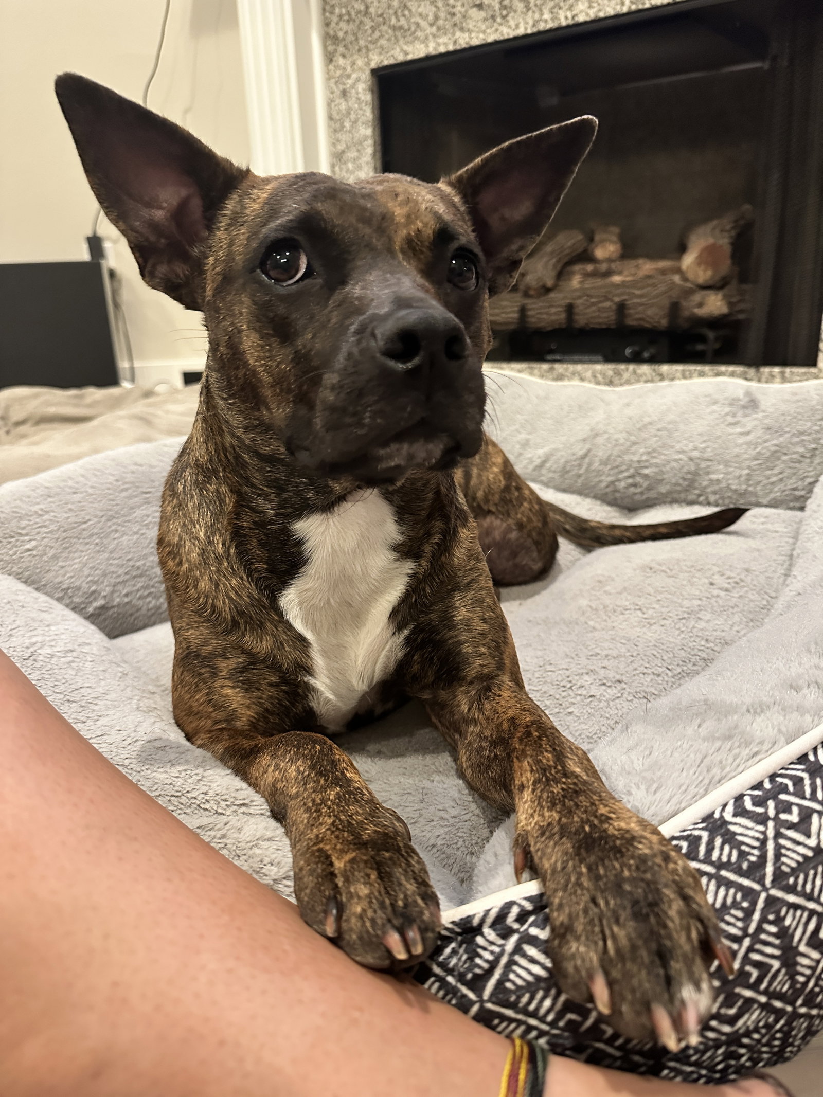 Sissy - The Three Legged Sweetheart