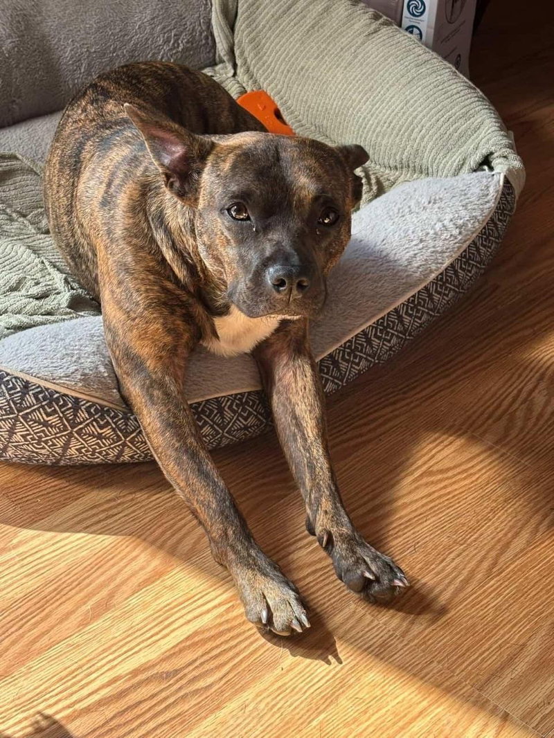 Sissy – The Three Legged Sweetheart
