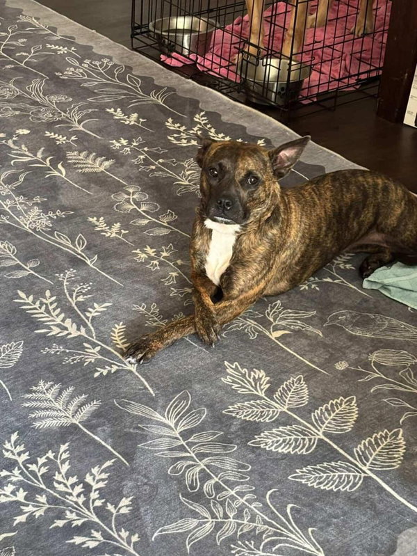 Sissy - The Three Legged Sweetheart
