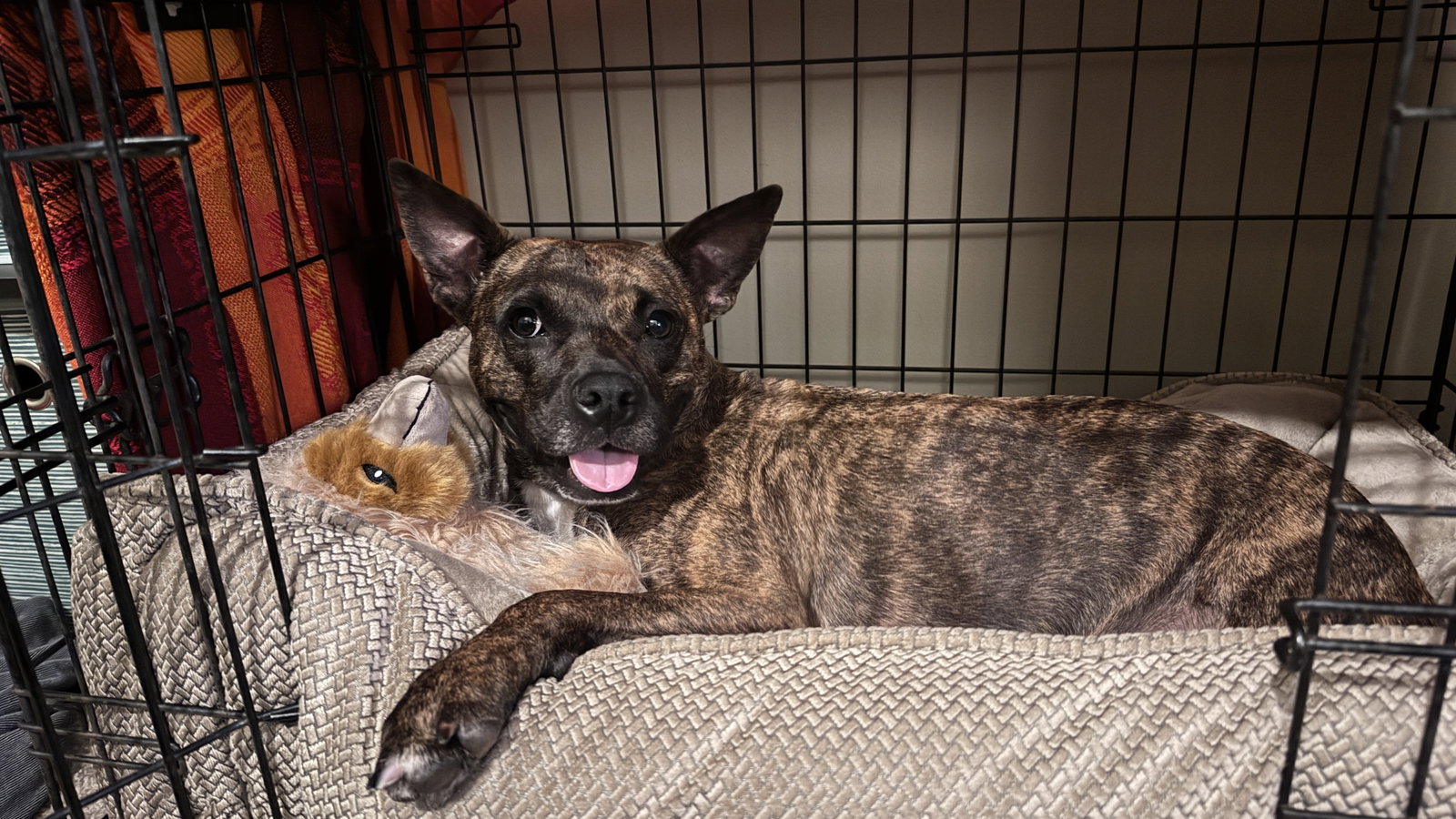 Sissy - The Three Legged Sweetheart, dog