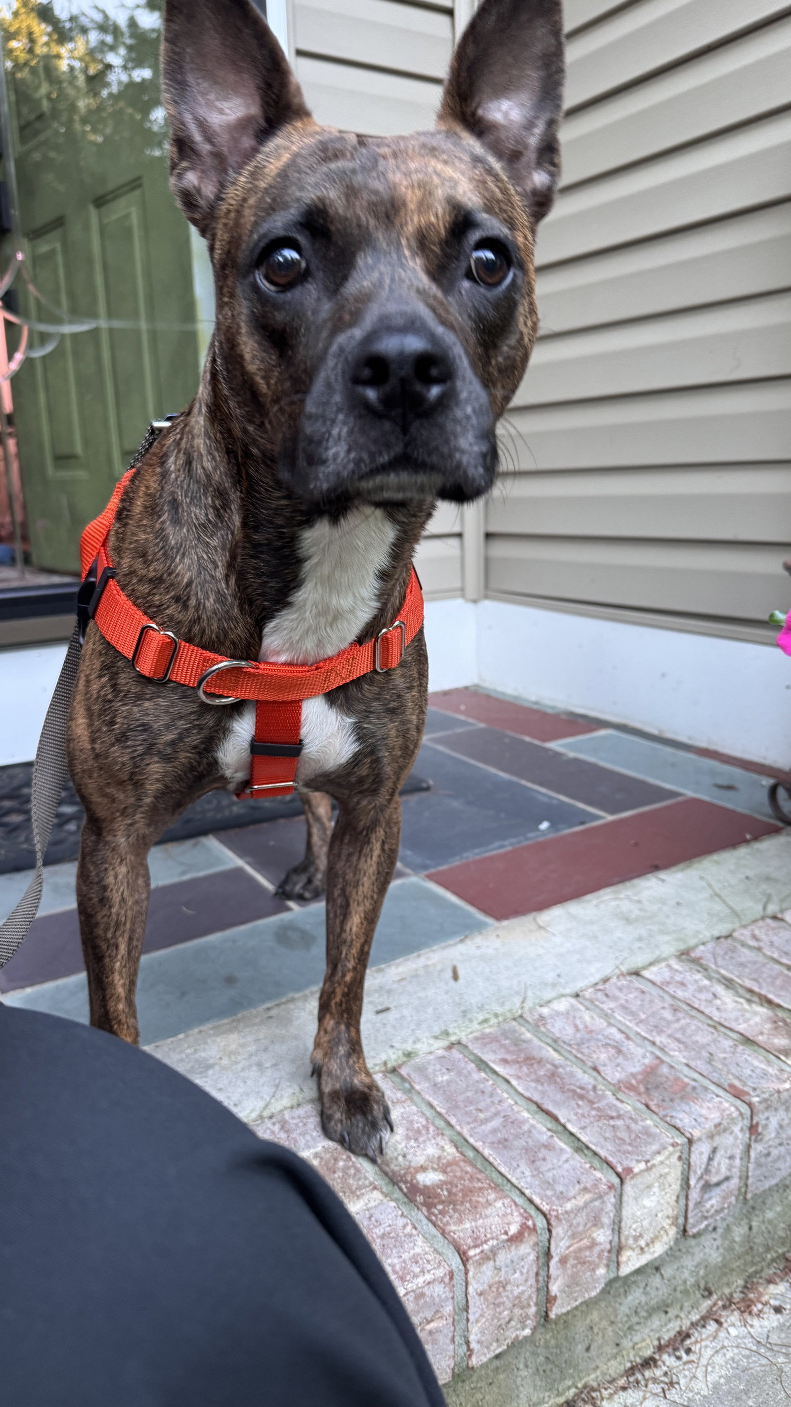 Sissy - The Three Legged Sweetheart