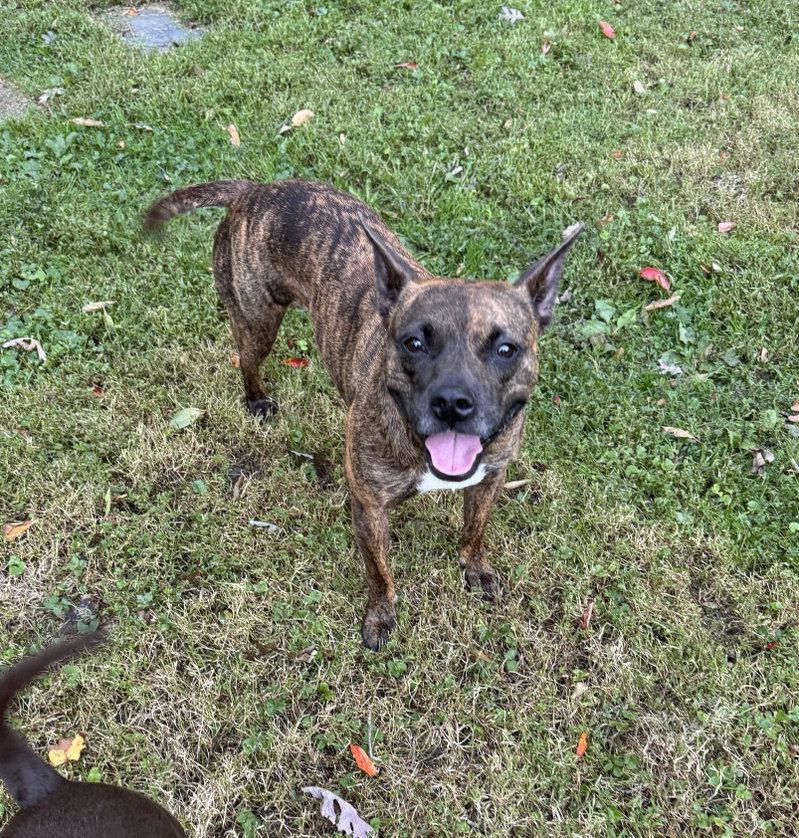 Sissy – ADOPTION PENDING!!