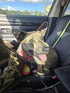 Nugget- Miss Shorty! - Photo 1