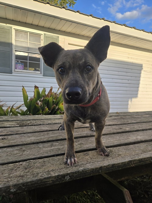 NUGGET- MISS SHORTY! - Pit Bull Terrier / Dachshund available for adoption
