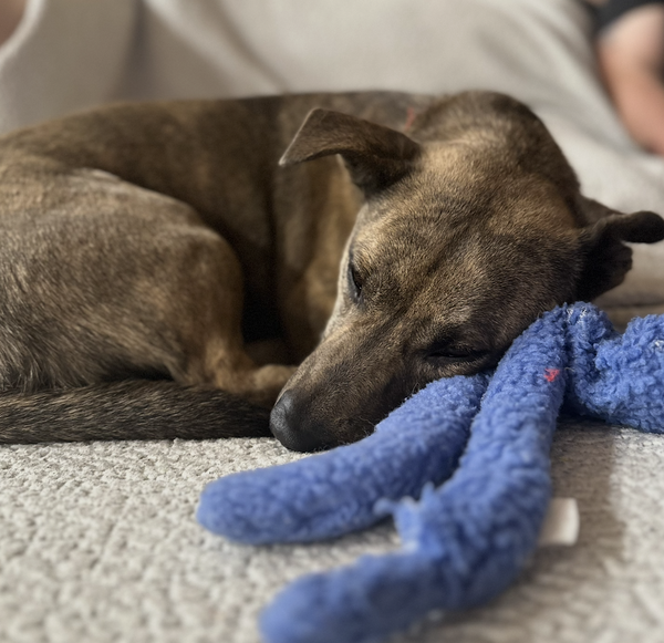 Nugget - Adoption Pending!!