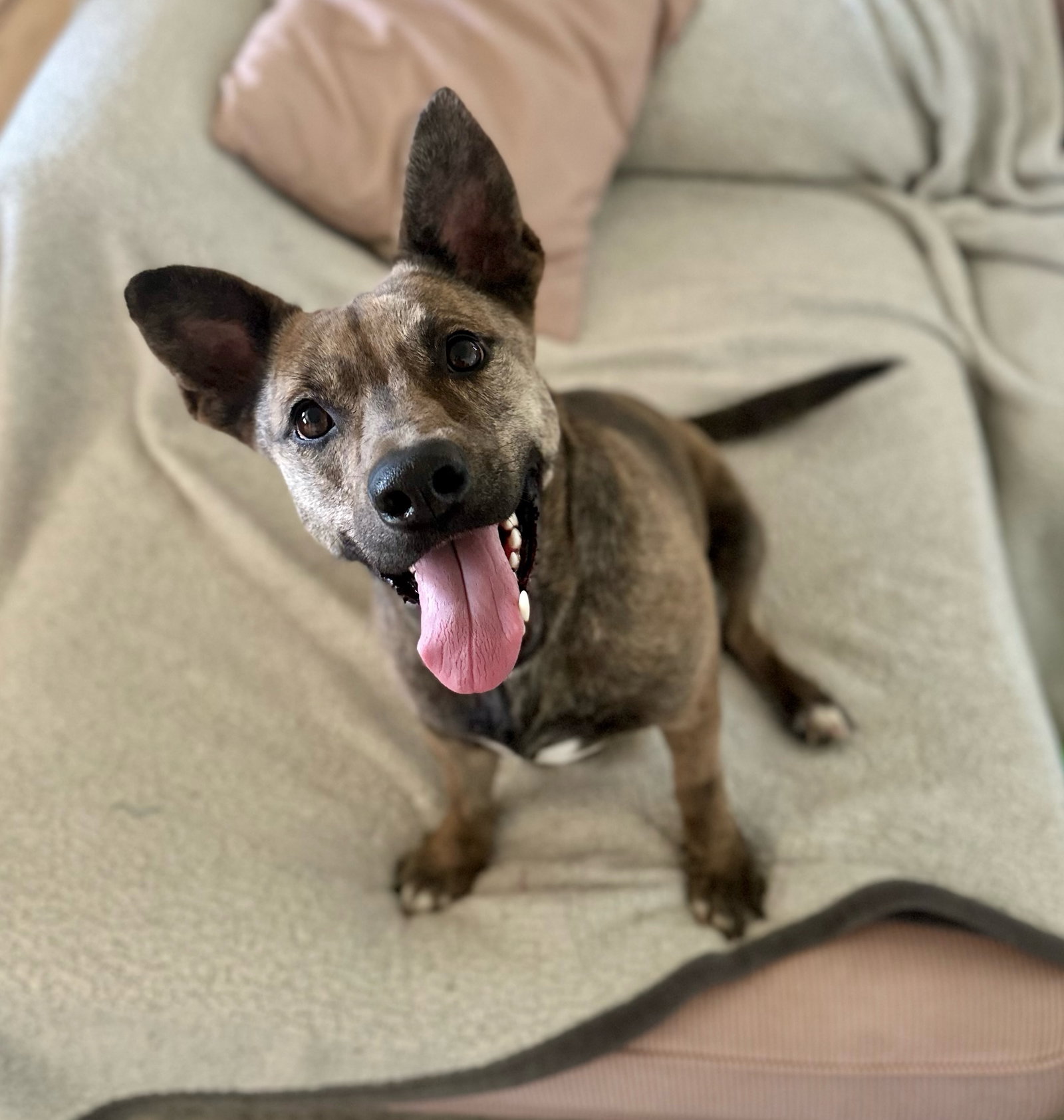 Nugget - Adoption Pending!!