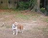 Bullet - Sun Baking Sweet Boy - Photo 2