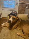 Brocho - A Total Sweetheart - Photo 1