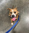 Brocho - A Total Sweetheart - Photo 2