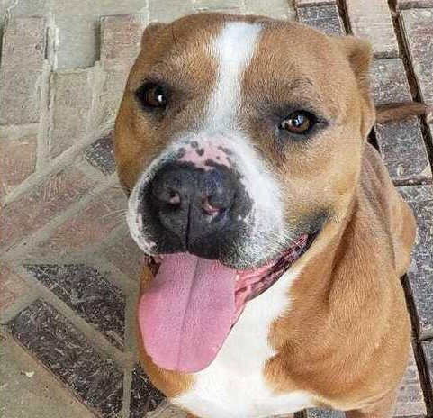 Brocho – A Total Sweetheart